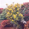 Oregon Grape #5 - Image 2